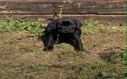 Labrador Retriever dogs for sale: 5 labrador puppies ready for there new homes now - Image 3