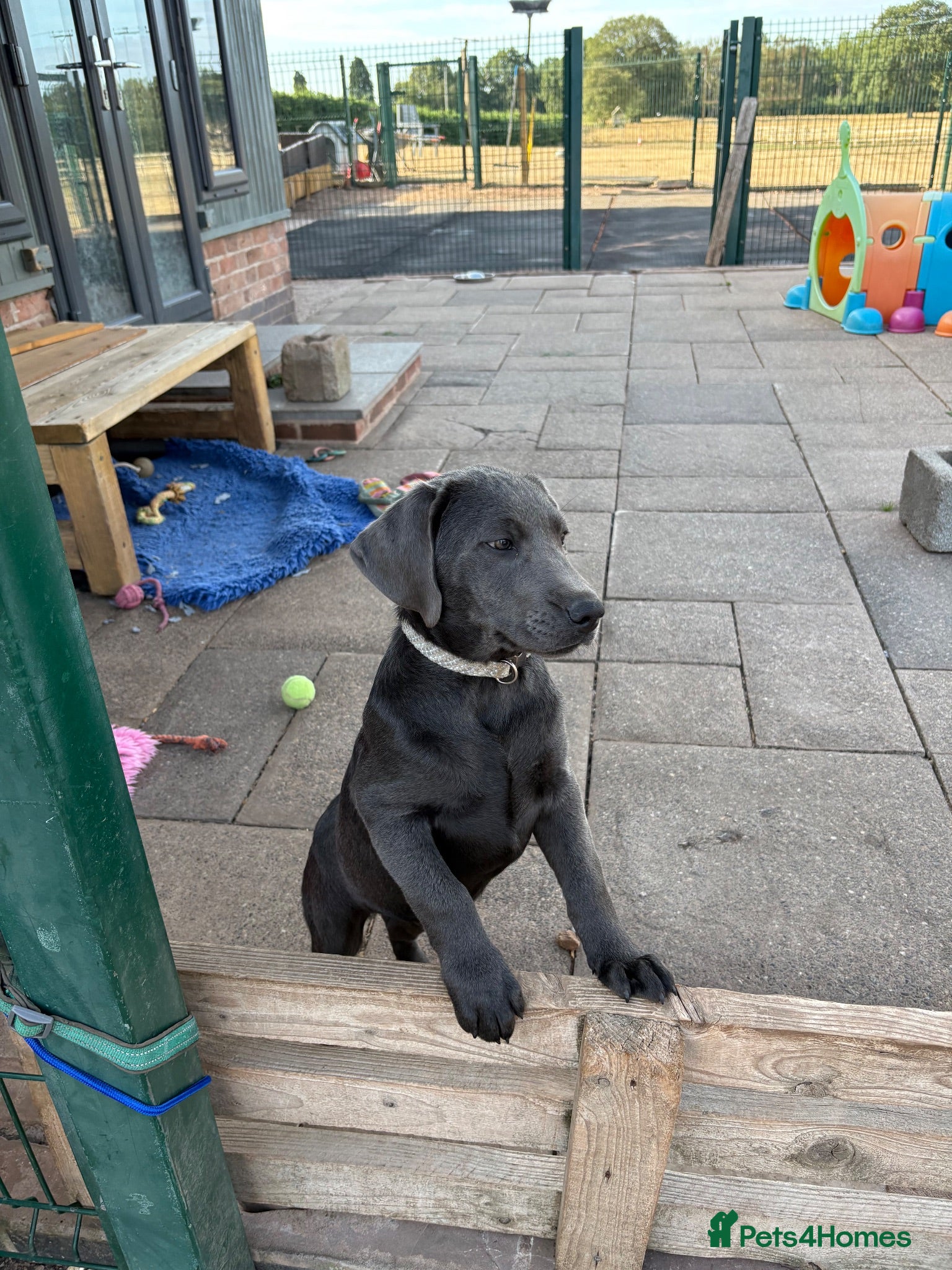 Labrador Retriever dogs Part Puppy Trained KC Charcoal Labrador  - Advert 1