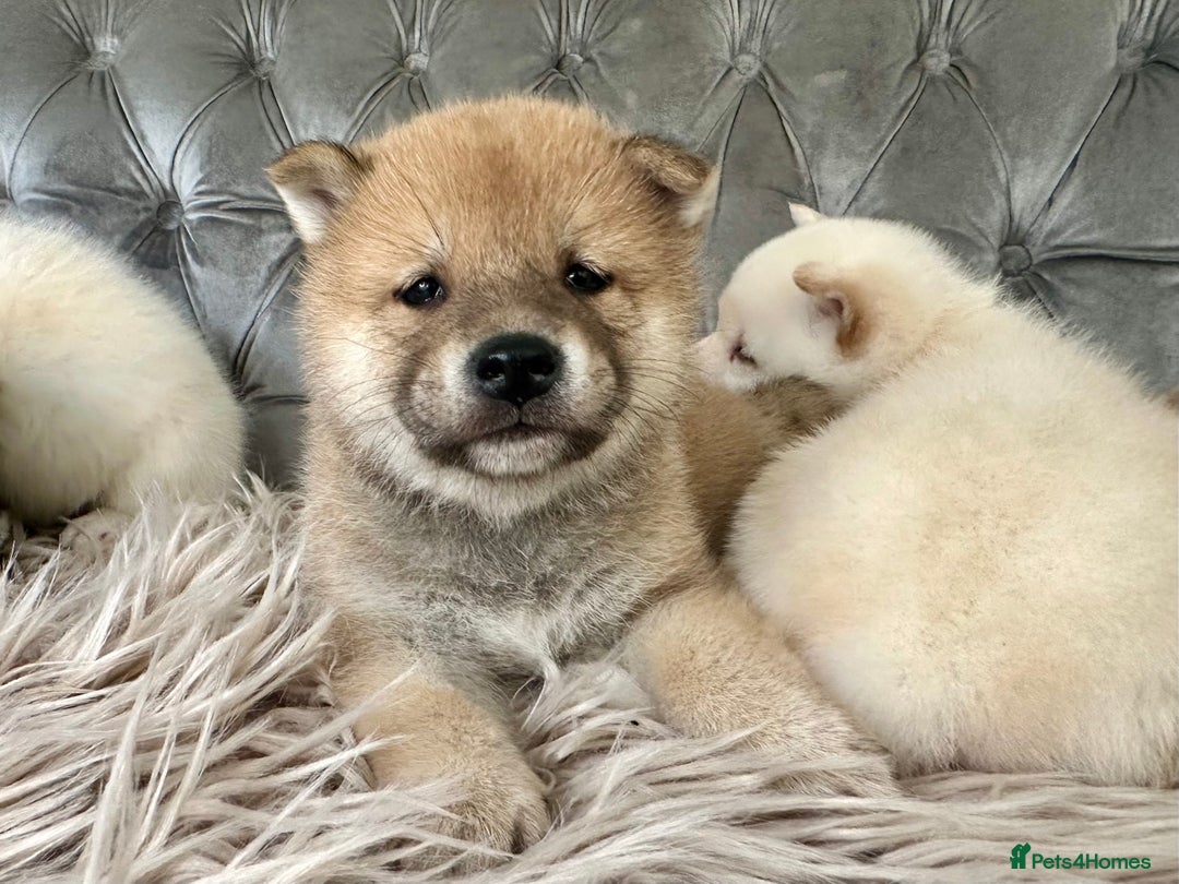 Japanese Shiba Inu dogs for sale: Japanese Shiba Inu puppies HEALTH TESTED - Advert 15