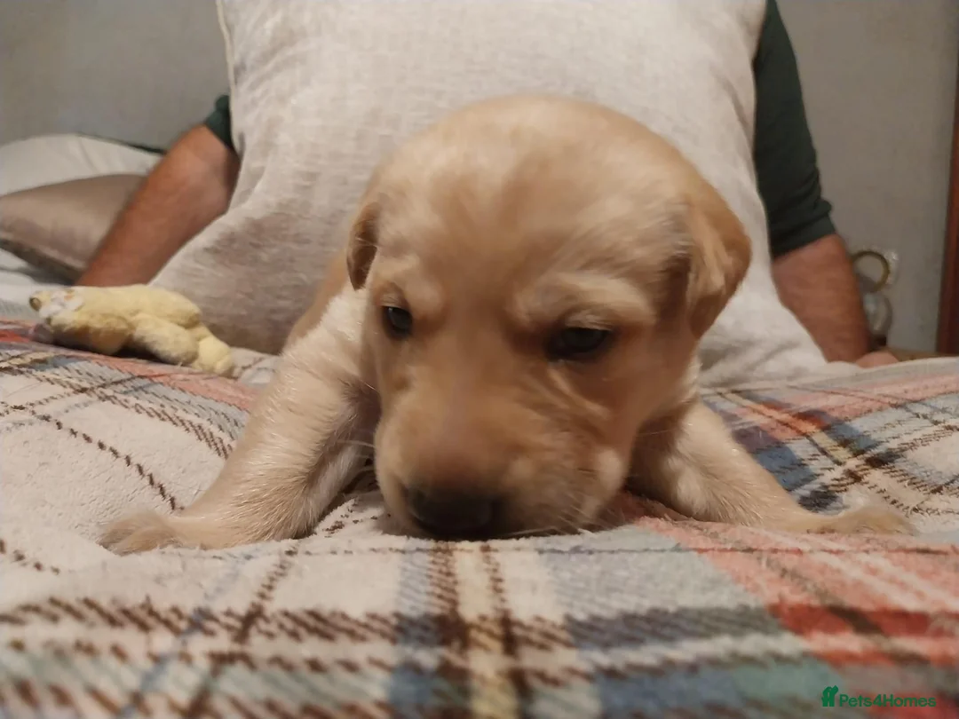 Labrador Retriever dogs for sale: Stunning 3 male labrador  in Dunmow - Advert 2