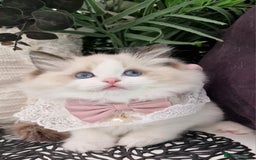 Ragdoll cats for sale: 🩷✨️Lovely Chunky EU kittens✨️🏆TICA Award cattery - Image 12
