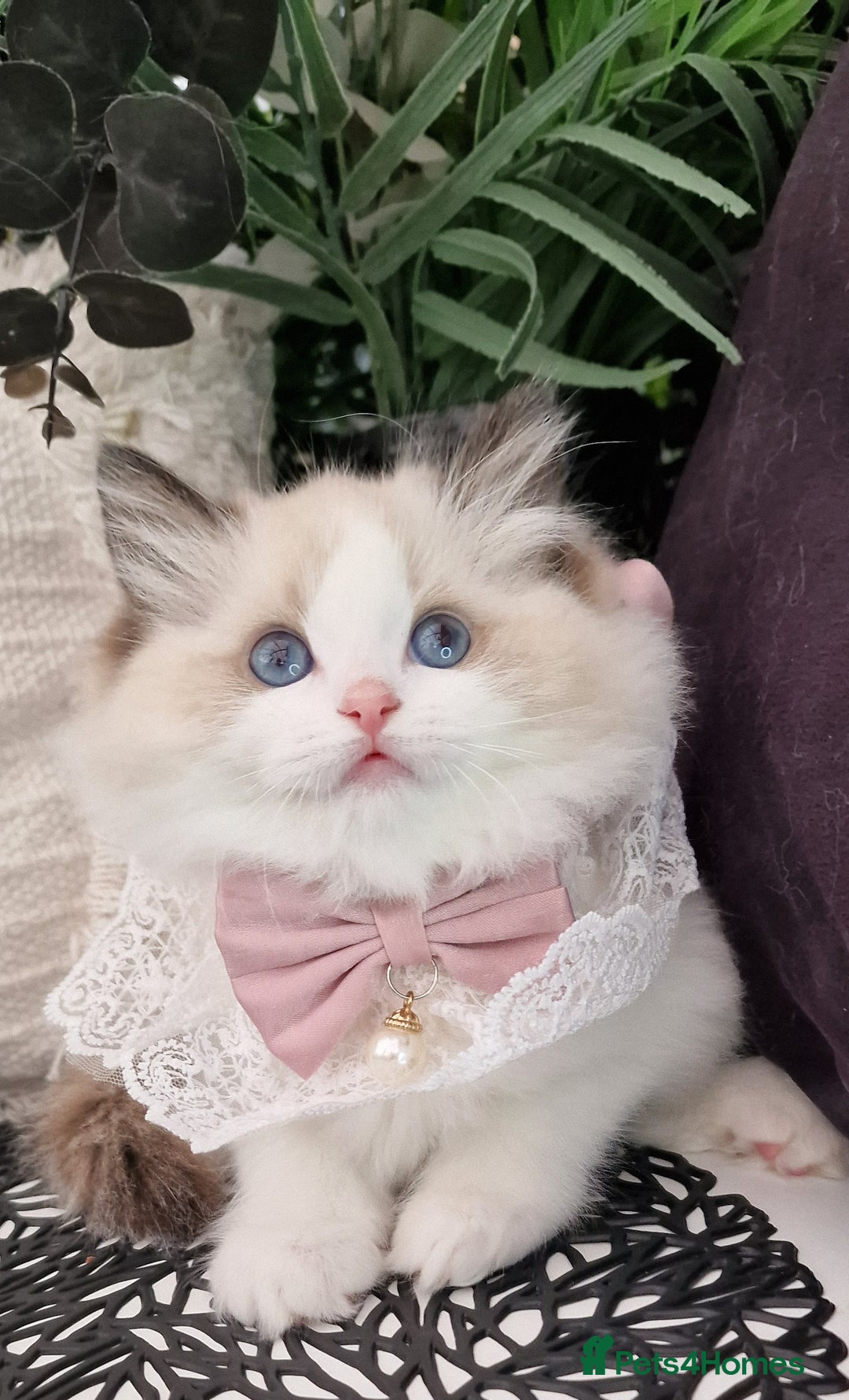 Ragdoll cats for sale: 🩷✨️Lovely Chunky EU kittens✨️🏆TICA Award cattery - Image 12