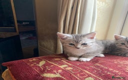 Persian cats for sale: Persian chinchilla mix boy and girl left - Image 2