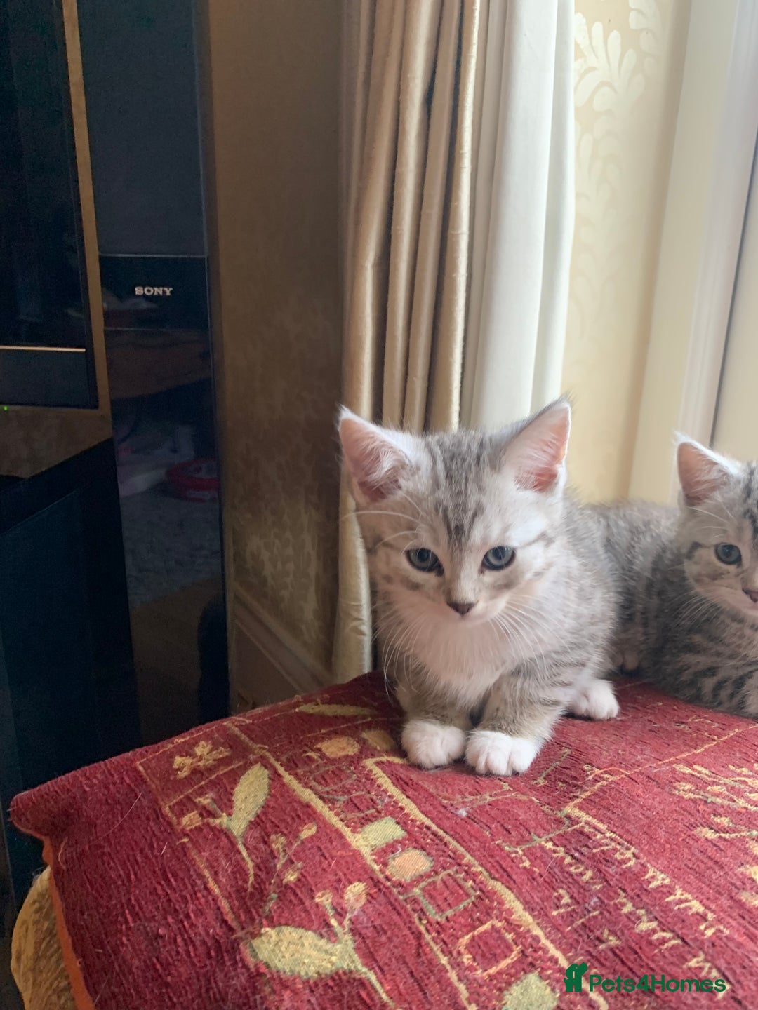 Persian cats for sale: Persian chinchilla mix boy and girl left - Image 2
