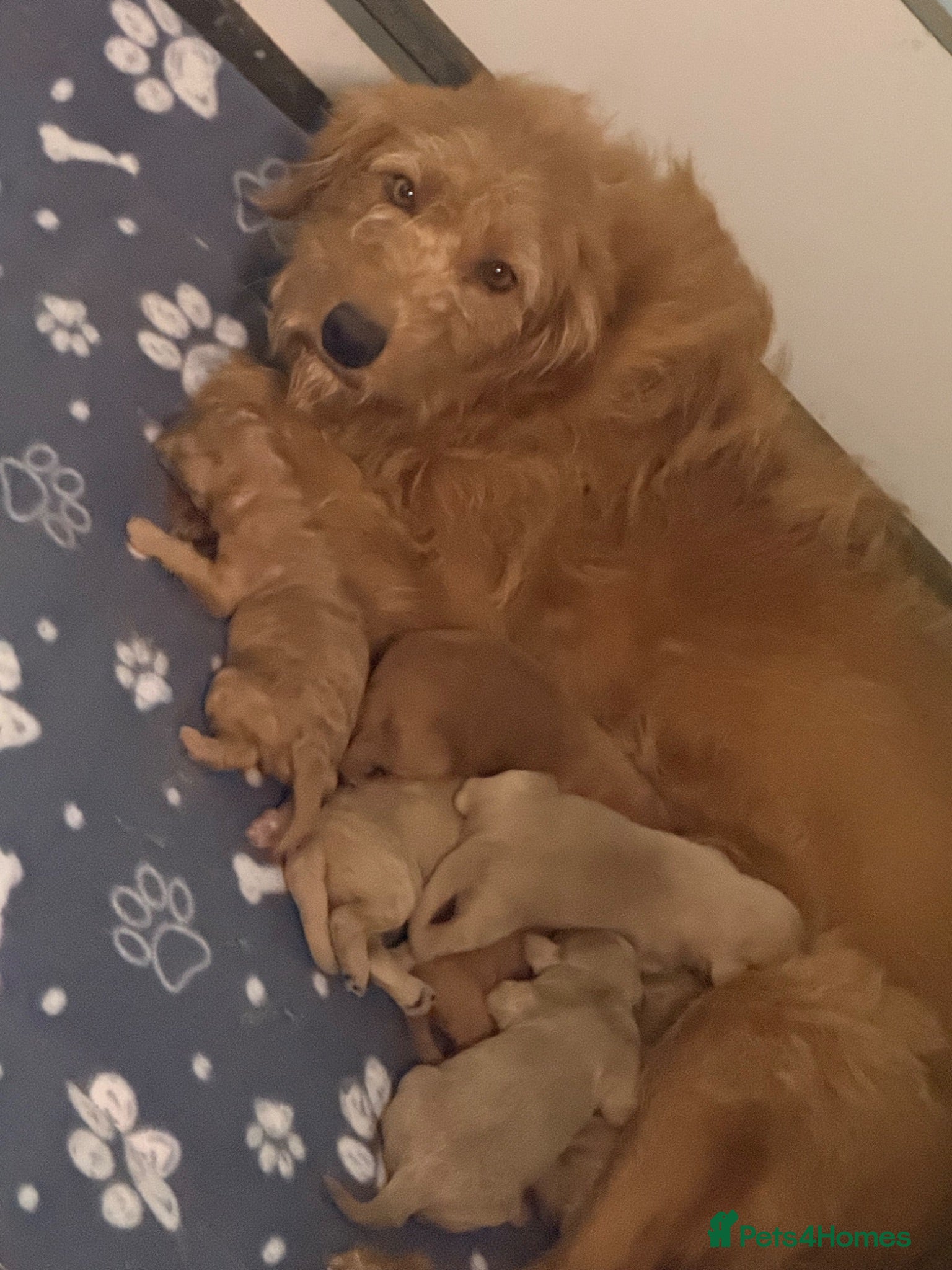 Labradoodle dogs F1B Miniature Labradoodles.  - Advert 5