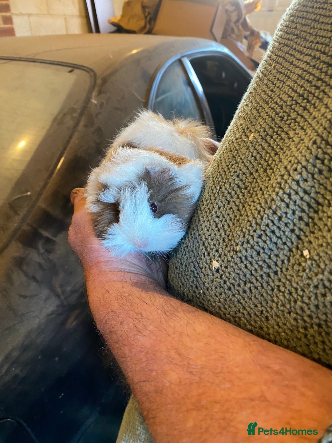 Guinea Pig rodents for sale: Peruvian Guinea pigs  - Advert 10