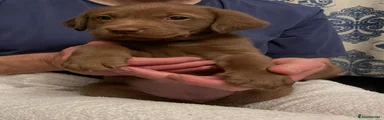Labrador Retriever 5 (chocolate female)