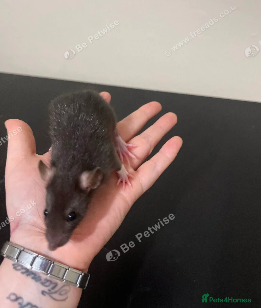 Rat rodents for sale: Baby rats for sale  - Advert 17