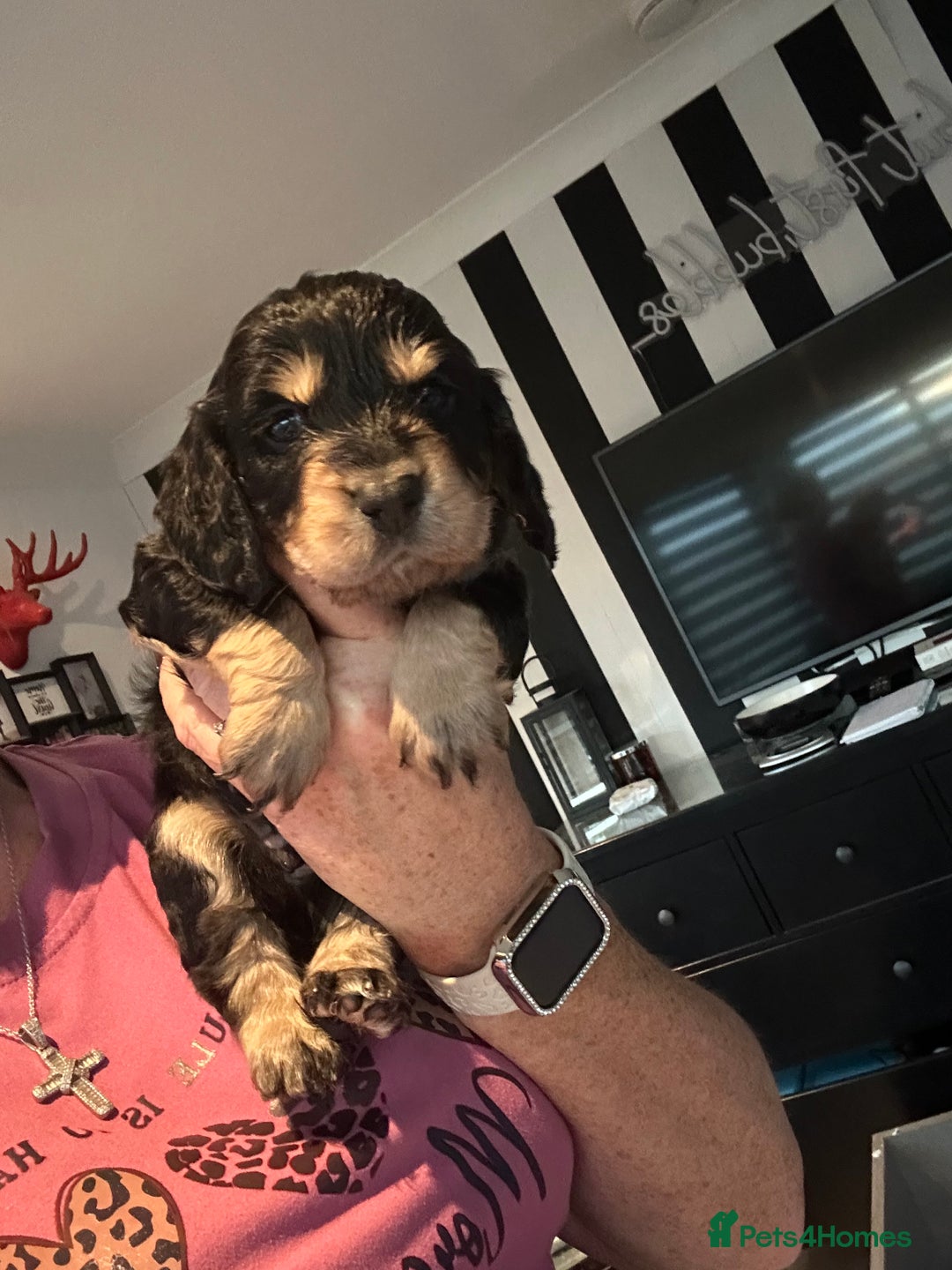 Cocker Spaniel dogs for sale: Stunning cocker spaniel puppy’s  - Image 8