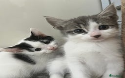 Domestic Shorthair cats for sale: Beautiful litter of kittens for sale - Image 10