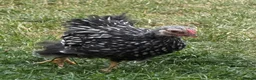 Chickens poultry for sale: 1 rare vorwerk 2 Sweedishflower, lace Wyandotte  in Telford - Advert 9