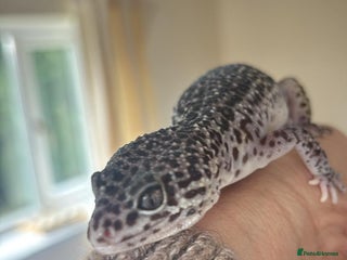 Gecko reptiles - Advert 5