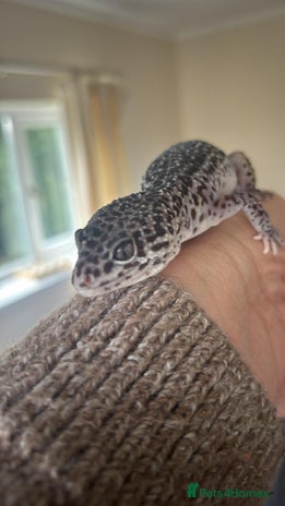 Gecko reptiles - Advert 1