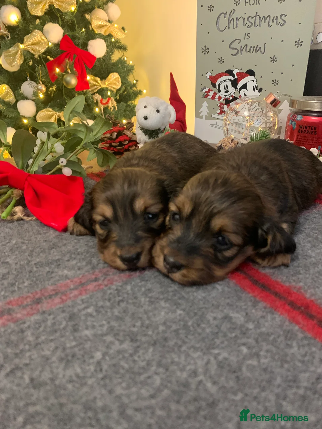 Miniature Dachshund dogs for sale: KC Registered true to type Longhaired mini’s - Advert 18