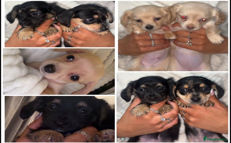 Chiweenie dogs Gorgeous Mini Dachshund X Puppies🐾 - Advert 16