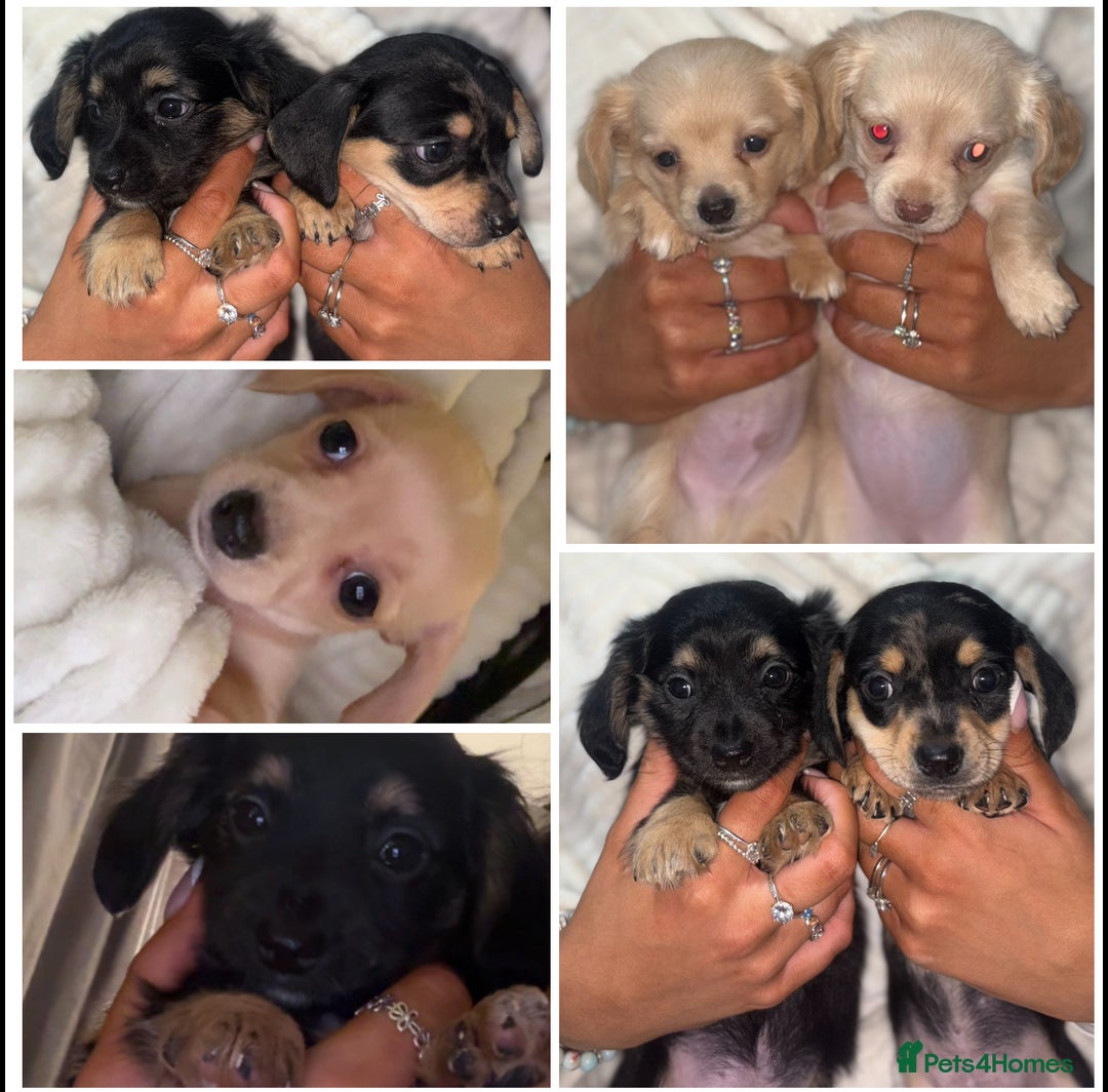 Chiweenie dogs for sale: Gorgeous Mini Dachshund X Puppies🐾 - Advert 3