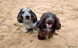 Cocker Spaniel dogs for sale: Cocker Spaniel Puppies - Image 10
