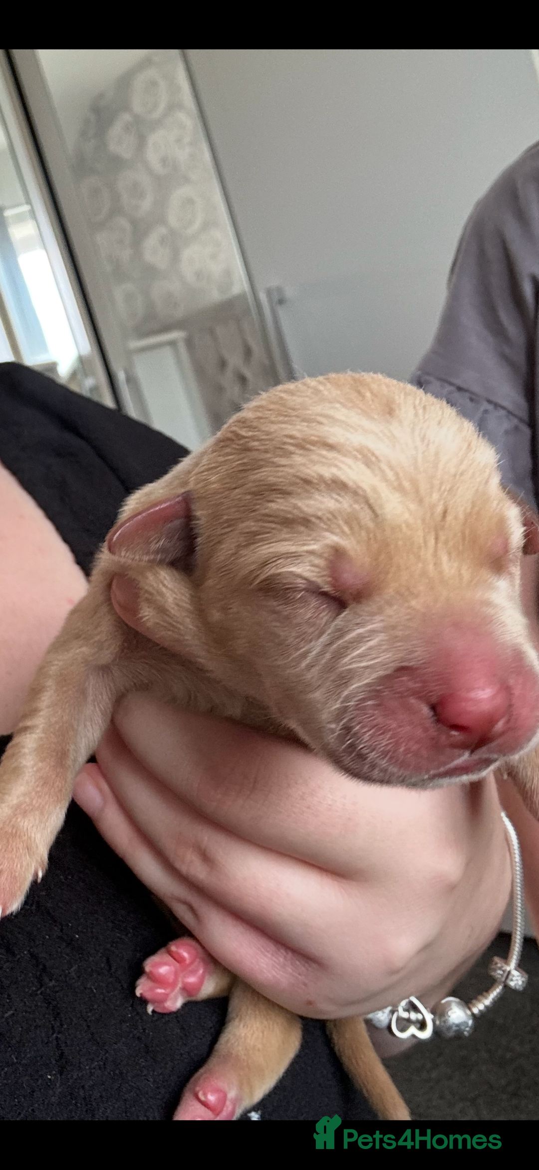 Mixed Breed dogs for sale: Mixed breed Labrador puppies  - Image 15