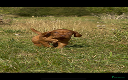 Hungarian Vizsla dogs for sale: Wirehaired Vizsla’s - Image 6