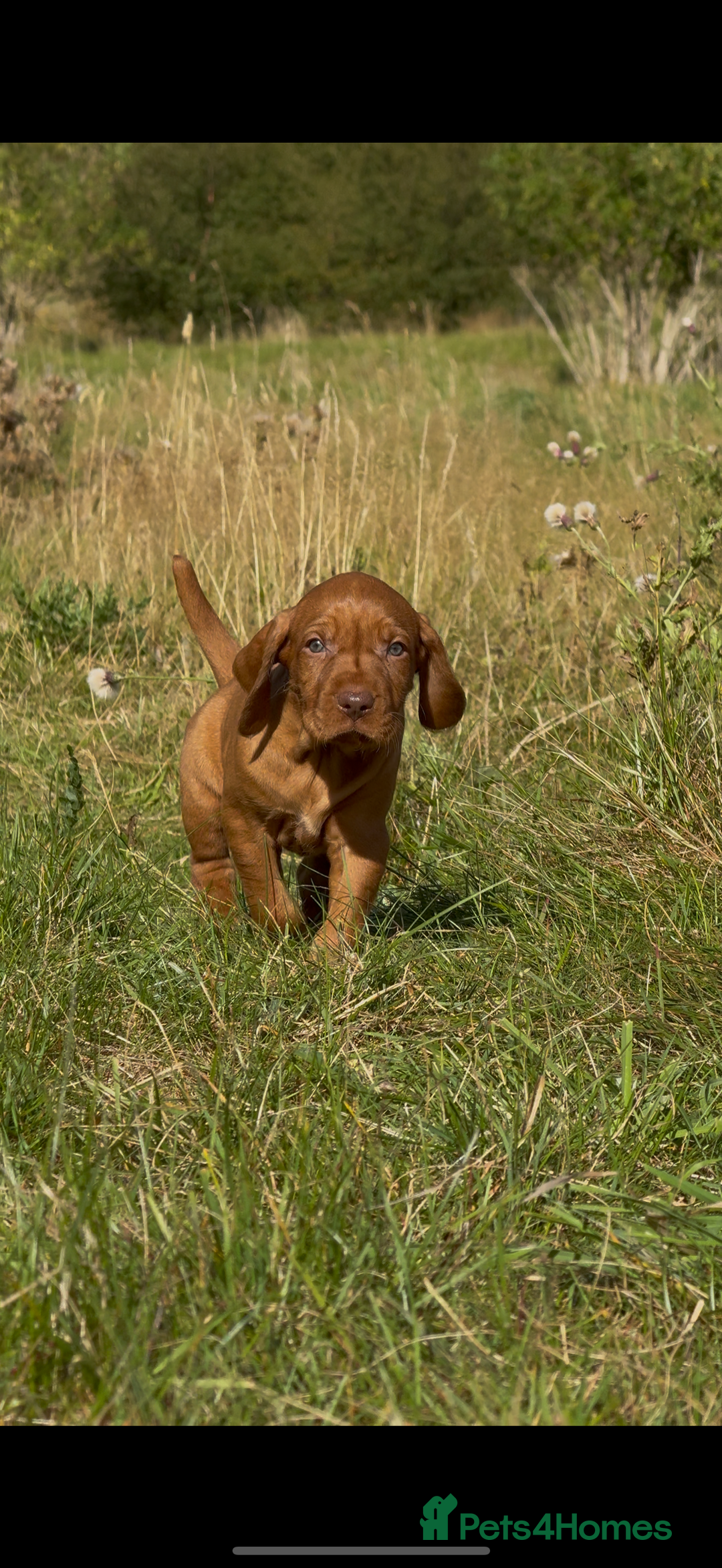 Hungarian Vizsla dogs for sale: Wirehaired Vizsla’s - Image 6