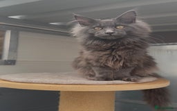 Maine Coon cats for sale: XL maine coon kittens Russia bloodlines Ready Now - Image 2