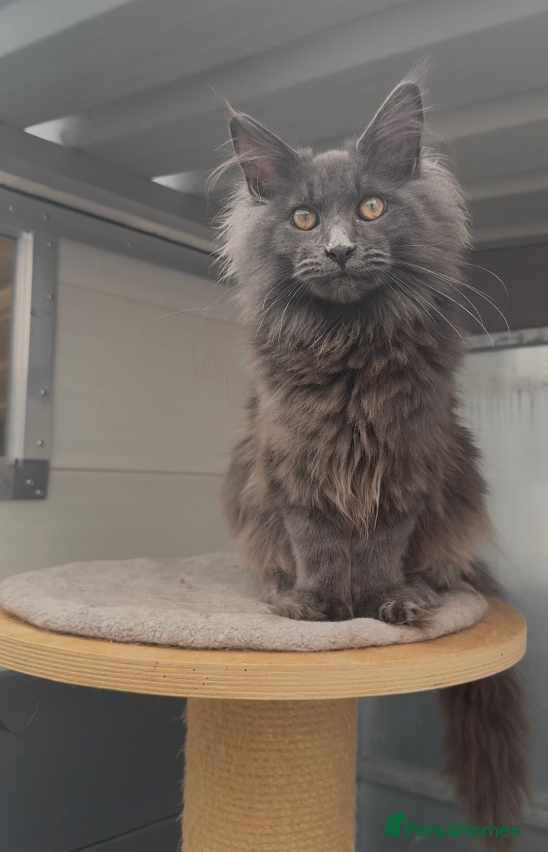 Maine Coon cats for sale: XL maine coon kittens Russia bloodlines Ready Now - Image 2