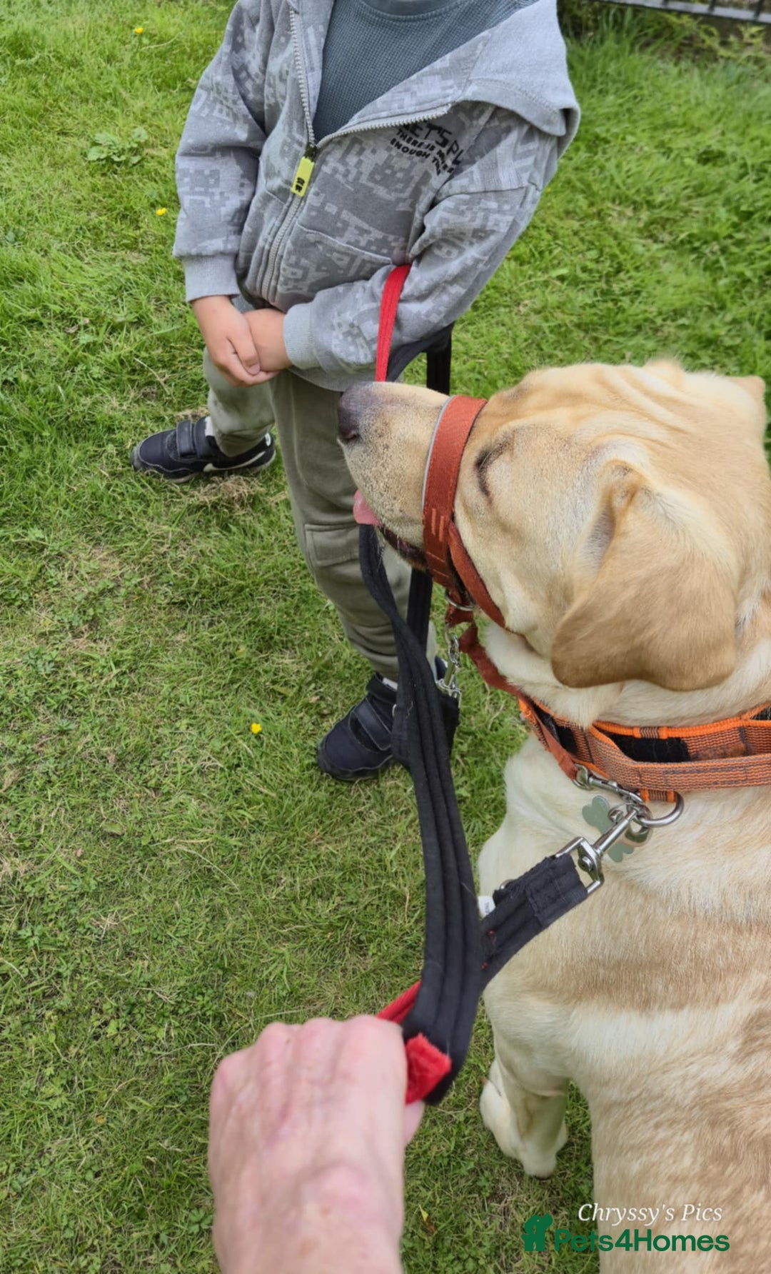 Labrador Retriever dogs for sale: Labrador  - Image 3