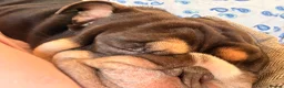 English Bulldog dogs for stud: Reggie 🐾 First-Time Stud Available - Advert 9