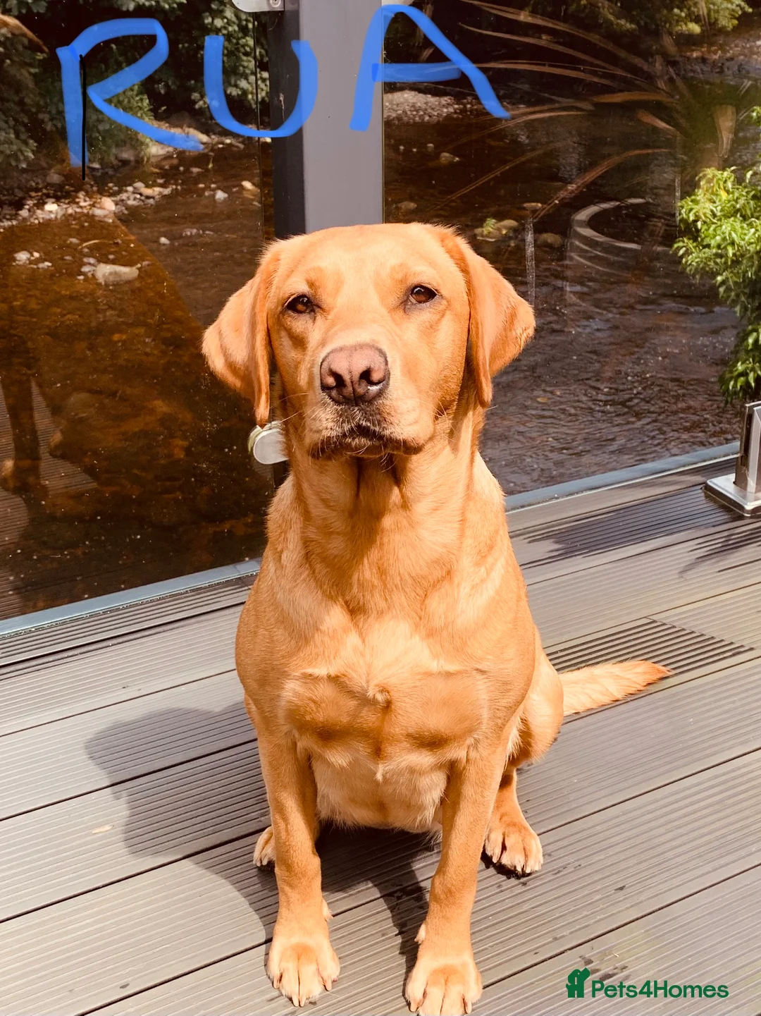 Labrador Retriever dogs for sale: KC REG FOX RED LABRADOR PUPPIES  - Advert 7