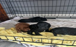 Mixed Breed dogs for sale: Cavalier-poo  - Image 11