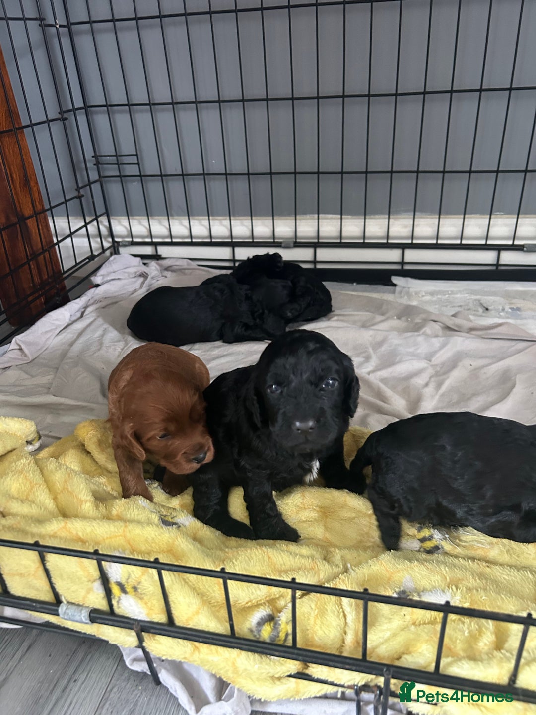 Mixed Breed dogs for sale: Cavalier-poo  - Image 11