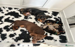 Miniature Dachshund dogs for sale: Beautiful Miniature dachshund puppies - Image 14