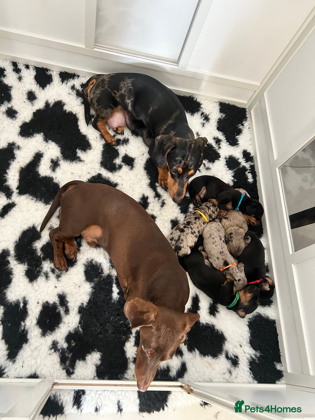 Miniature Dachshund dogs for sale: Beautiful Miniature dachshund puppies - Image 14