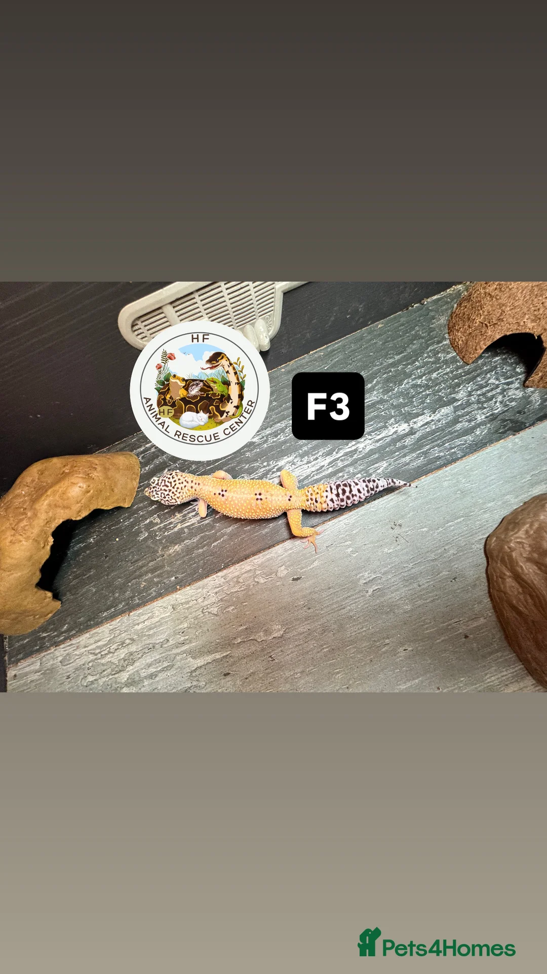 Gecko reptiles for sale: Lizards for rehome  - lot to choose from  in Nottingham - Advert 12