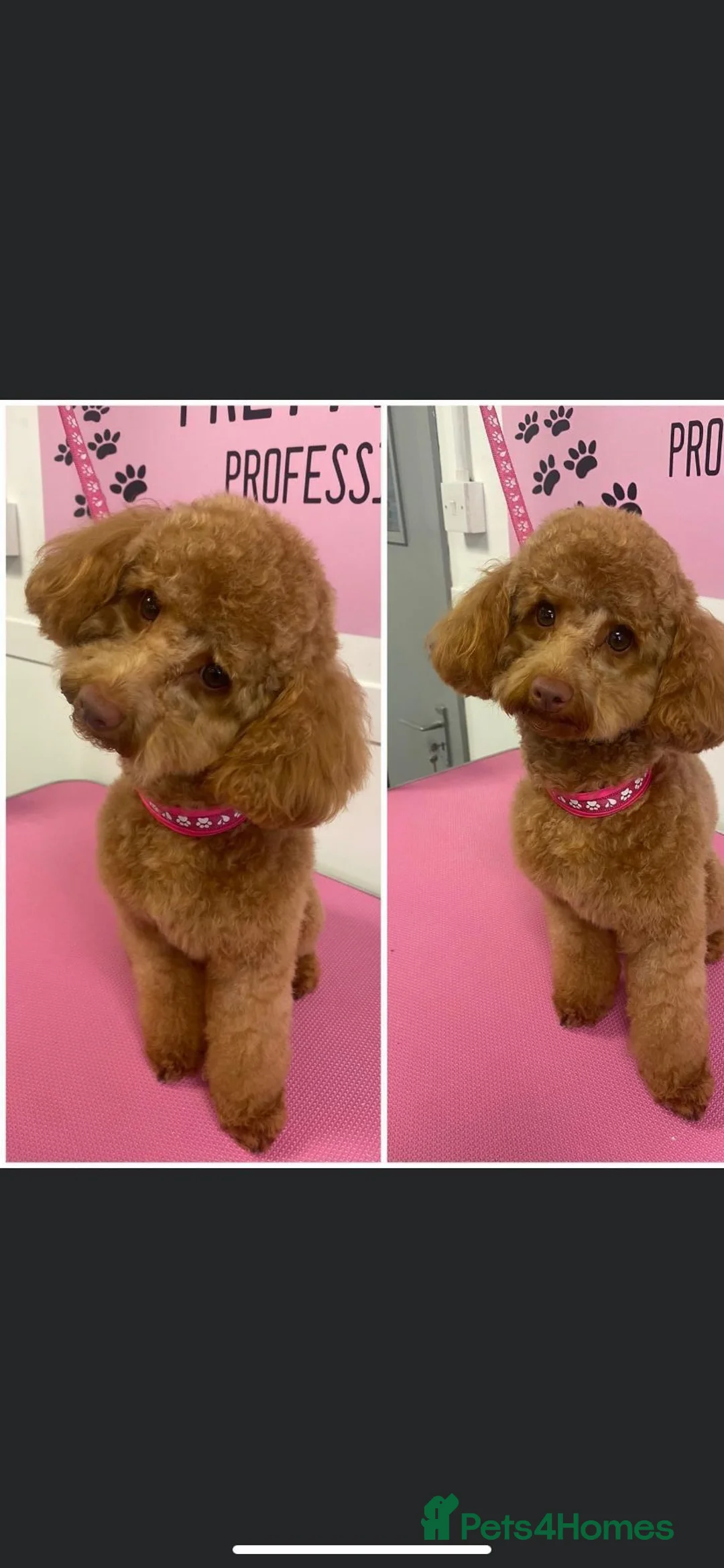 Toy Poodle dogs for sale: Adorable happy deep red toy poodles  in Rochdale - Advert 19