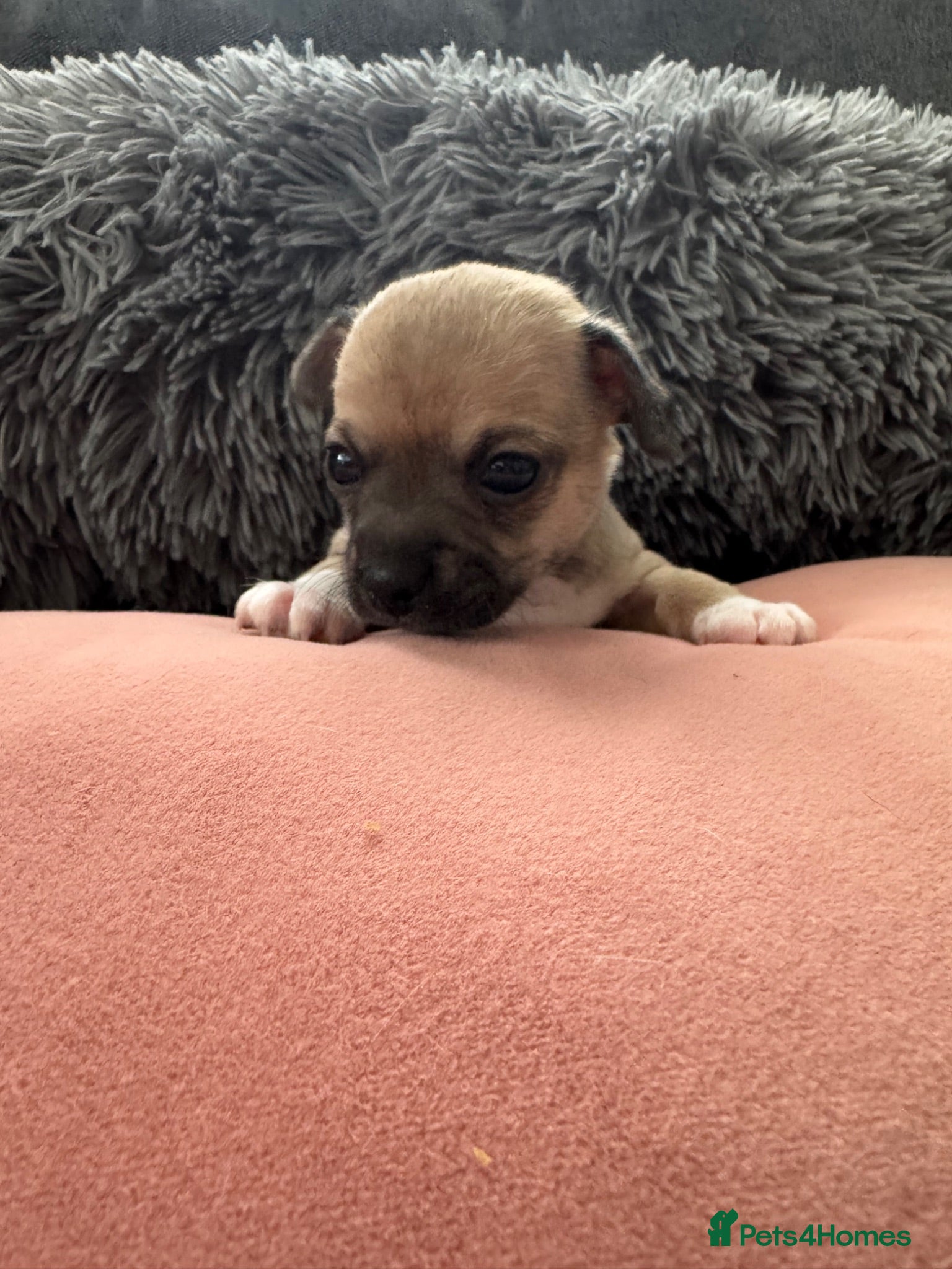 Chihuahua dogs Gorgeous Rare Pure Breed Chihuahua Puppies - Advert 2