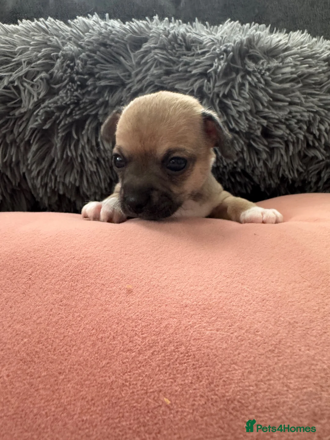 Chihuahua dogs for sale: Gorgeous Rare Pure Breed Chihuahua Puppies - Advert 2
