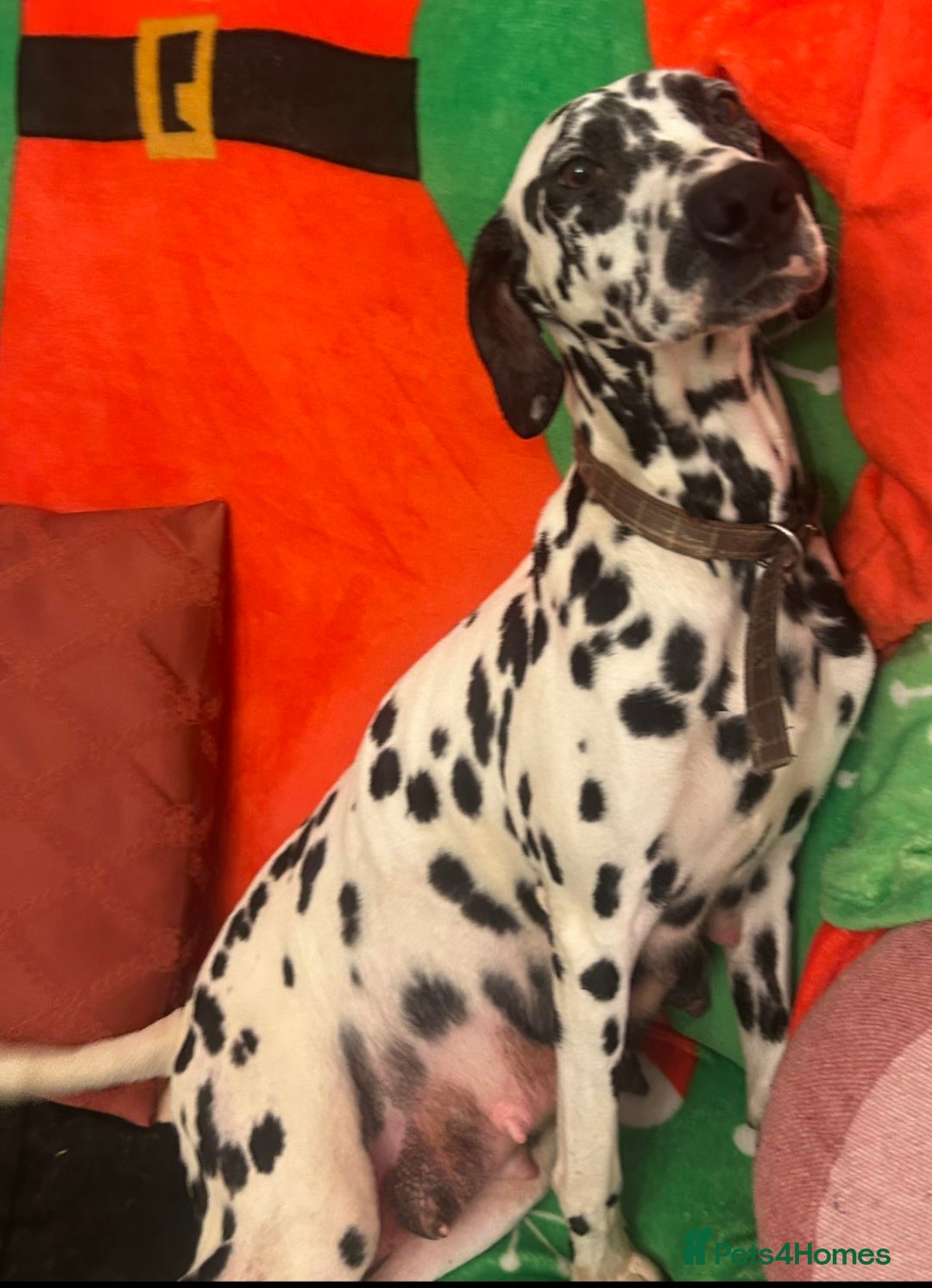 Dalmatian dogs for sale: Female dalmatian puppy - Advert 4