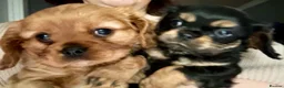 Cavalier King Charles Spaniel dogs for sale: George in Basildon - Advert 10