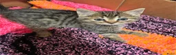 Mixed Breed cats for sale: Beautiful kittens for sale  - Advert 5