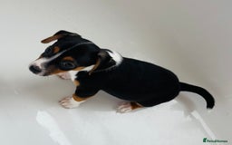 Jack Russell dogs for sale: Jack Russell Puppies for sale  - Image 8
