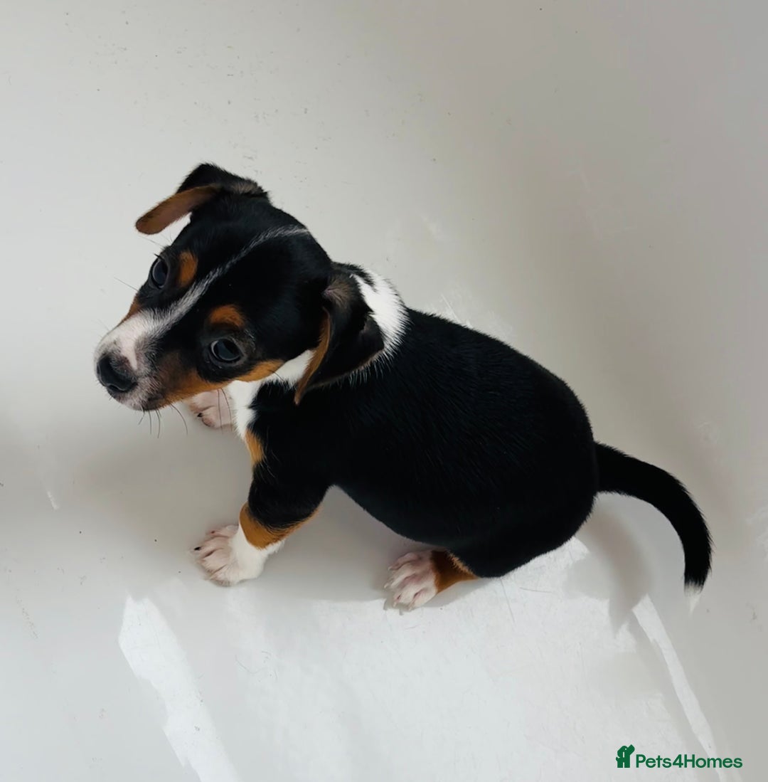 Jack Russell dogs for sale: Jack Russell Puppies for sale  - Image 8