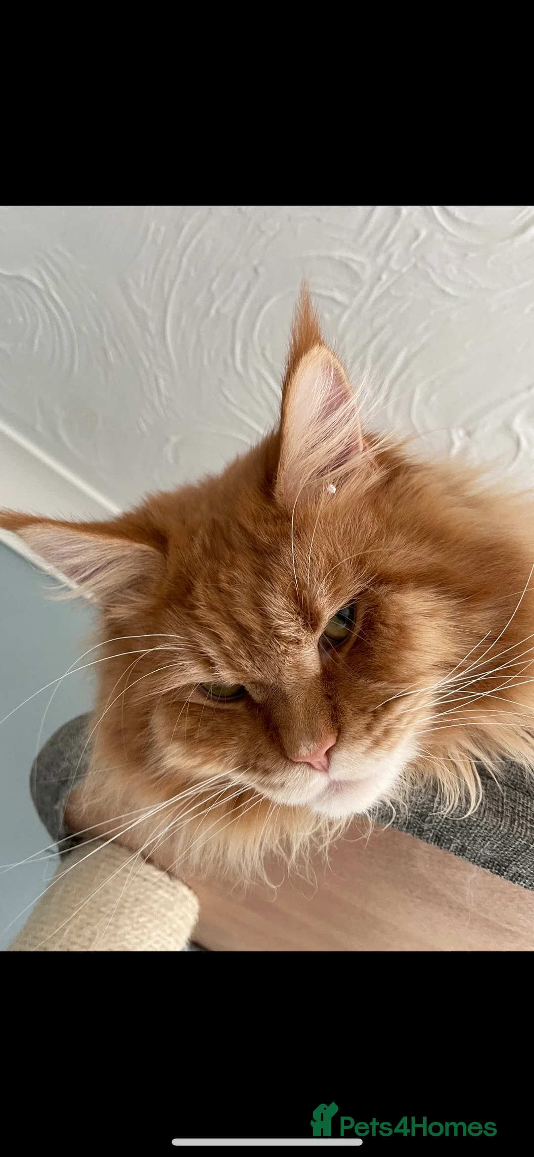 Maine Coon cats for stud: Maine coon available stud duties only xxl in Rochdale - Advert 3