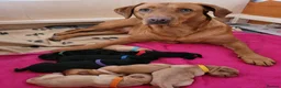 Labrador Retriever dogs for sale: 2 fox red 1 black Labrador pups in Carlisle - Advert 1