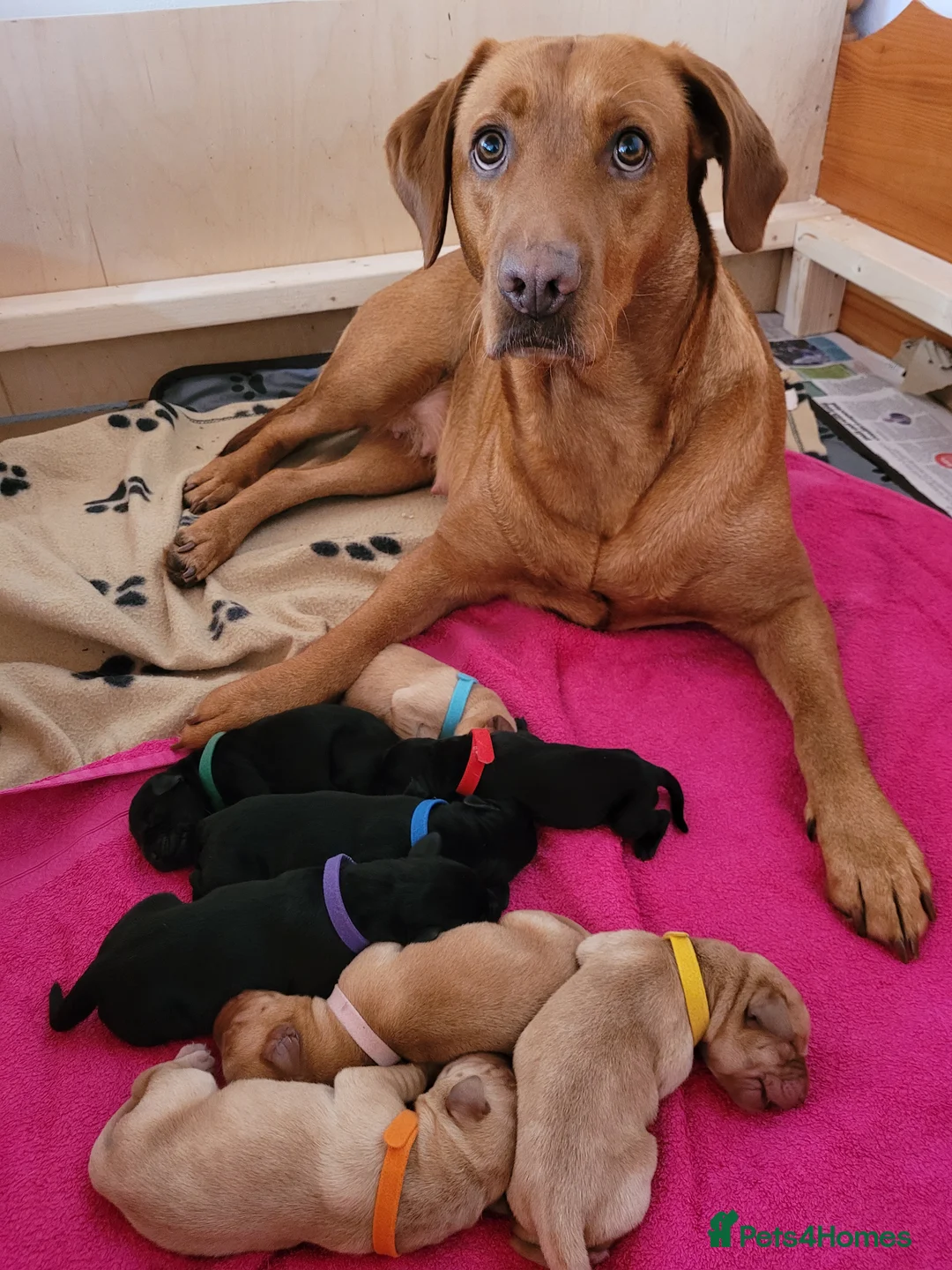Labrador Retriever dogs for sale: 2 fox red 1 black Labrador pups in Carlisle - Advert 1