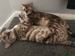 Bengal cats Stunning seal mink male bengal cat - Advert 1