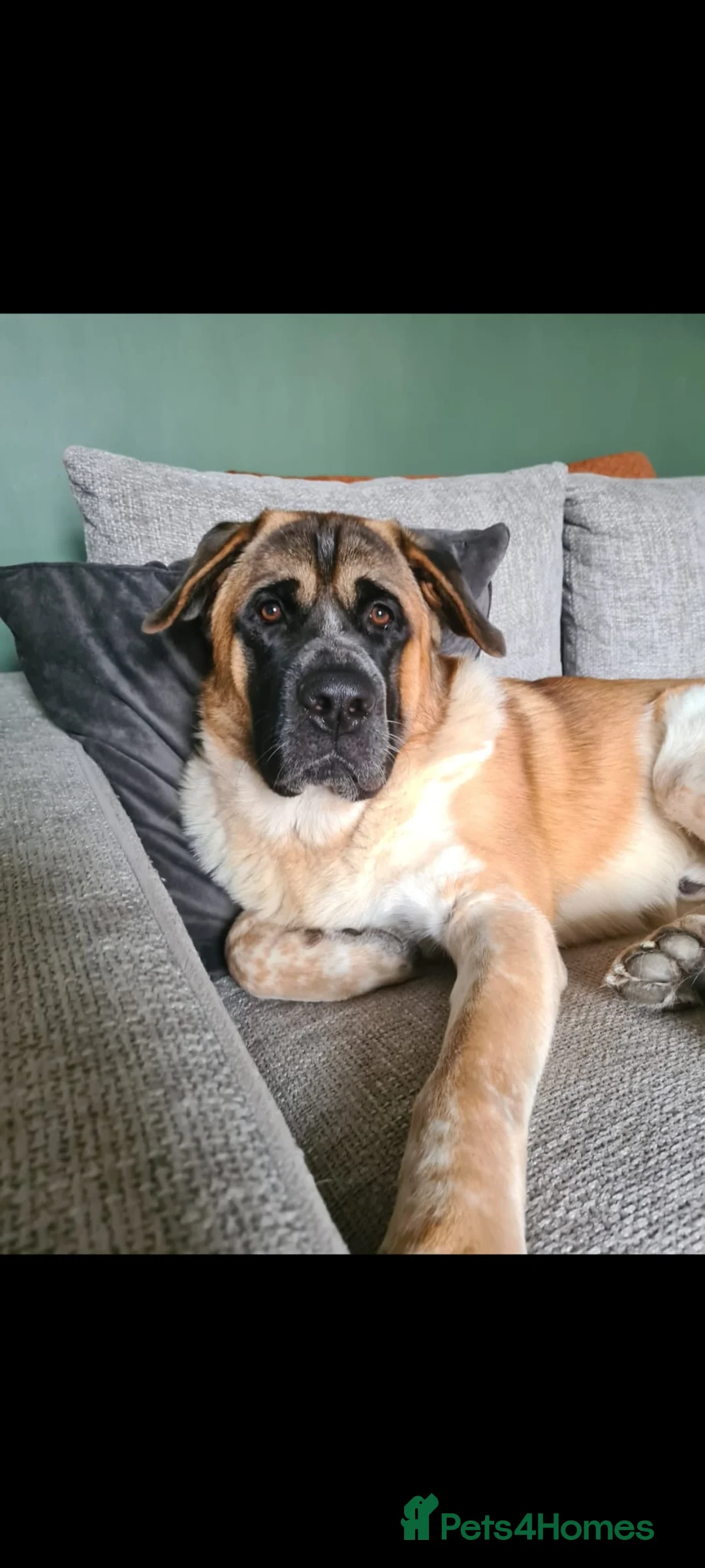 Mixed Breed dogs for stud: ✨Hank✨ for stud  in Birmingham - Advert 2
