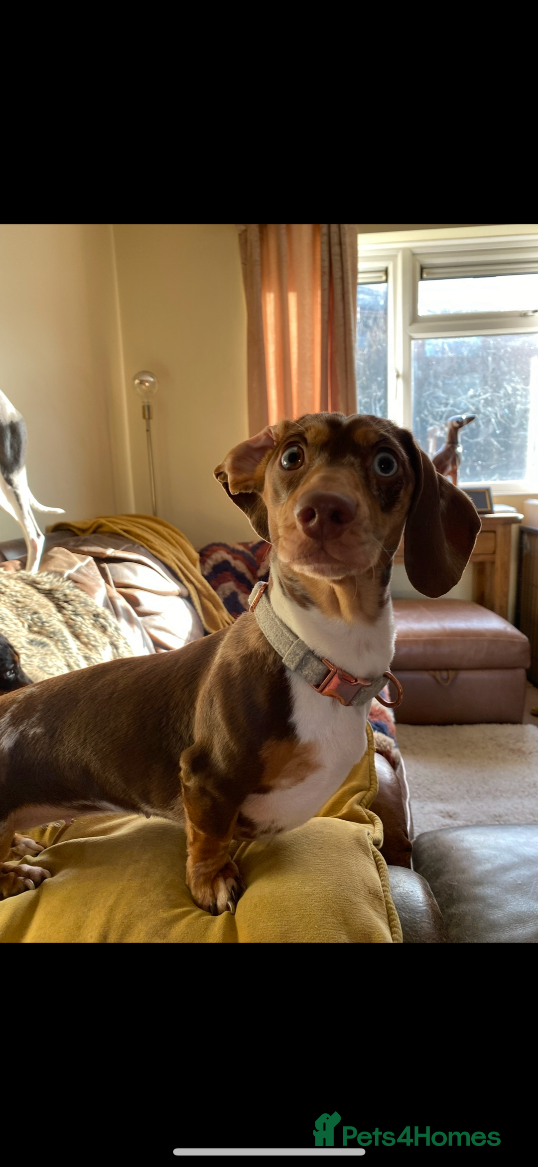 Miniature Dachshund dogs for sale: STUNNING CHOCOLATE DAPPLE GIRL  - Advert 1