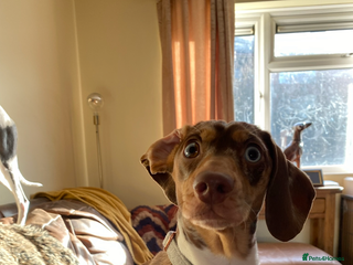 Miniature Dachshund dogs STUNNING CHOCOLATE DAPPLE GIRL - Advert 1