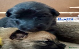 Mixed Breed dogs for sale: Beautiful Inca & handsome Nanuq PUPDATE x2  - Image 30